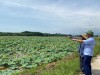 Dòng vốn chính sách nâng tầm Sen Huế