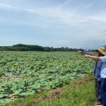 Mô hình trồng sen lấy hạt của ông Trương Duy Hòa tại phường Phong Điền