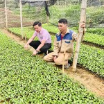 Nhiều mô hình trồng trọt hiệu quả từ đồng vốn NHCSXH