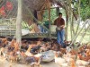 Vốn ưu đãi “chắp cánh” cho phụ nữ vùng cao Đà Nẵng làm kinh tế, thoát nghèo bền vững