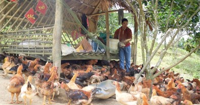 Vốn ưu đãi “chắp cánh” cho phụ nữ vùng cao Đà Nẵng làm kinh tế, thoát nghèo bền vững