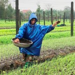 Nguồn vốn tín dụng chính sách giúp người dân phường Phong Phú phát triển kinh tế, ổn định thu nhập và đời sống