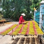 Nguồn vốn tín dụng chính sách đã hỗ trợ hàng triệu hộ dân cải tạo sinh kế, vươn lên làm giàu